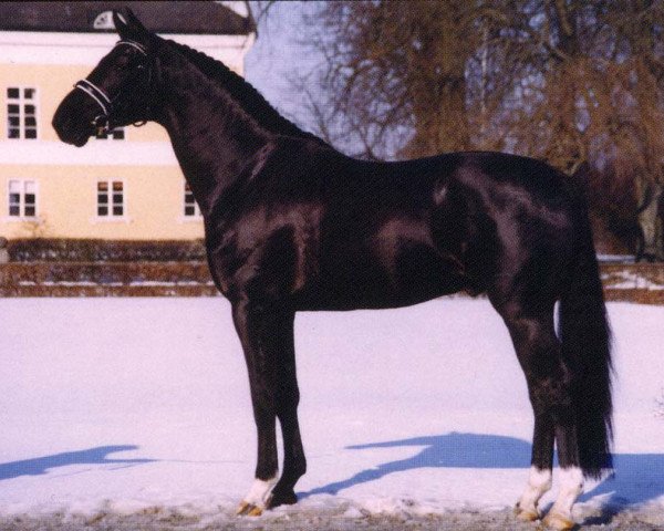 Deckhengst Topaasch (KWPN (Niederländisches Warmblut), 2000, von Jazz) Deckhengst Topaasch (KWPN (Niederländisches Warmblut), 2000, von Jazz)