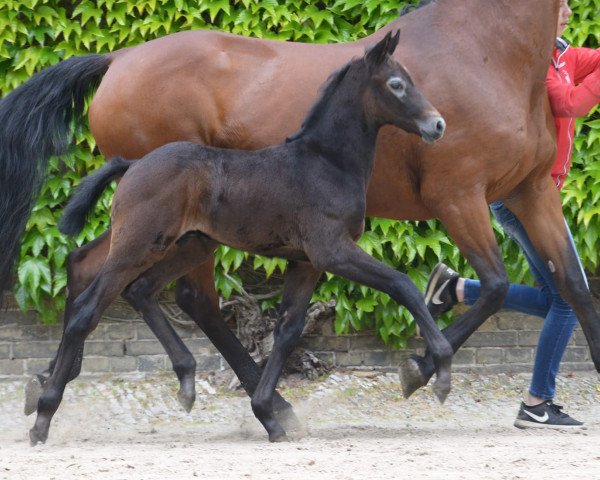 horse Hengst von Congress / Amantus (Westphalian, 2019, from Congress)