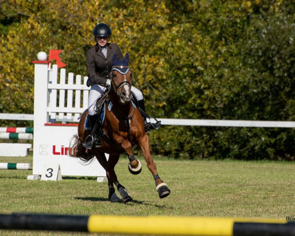 Springpferd Bastian 88 (Dänisches Reitpony, 1997)