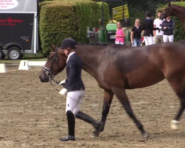 Reitturnier Münster-Handorf 2016