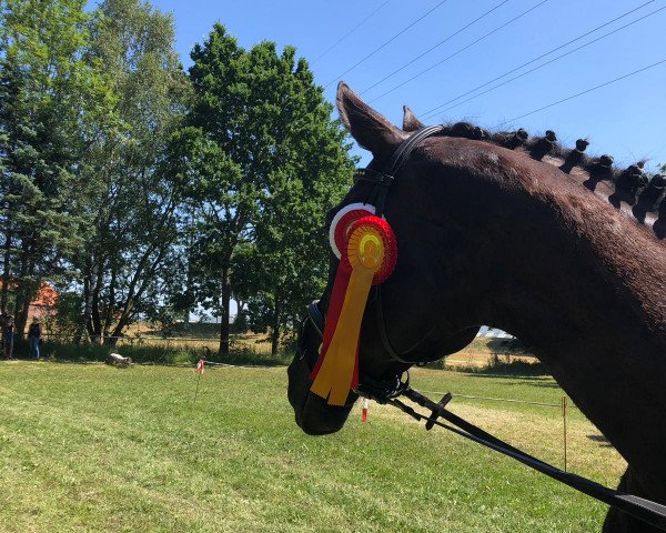 dressage horse Westside 80 (Hanoverian, 2012, from Weltruhm)