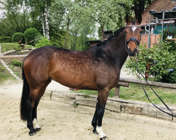 horse Dimaggia (Oldenburg, 2015, from Dimaggio)