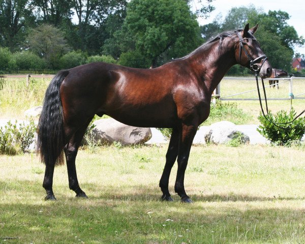 horse Moriarty (Hanoverian, 2016, from Morricone)