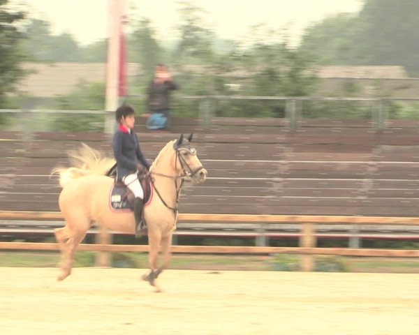 Reitturnier Münster-Handorf 2016