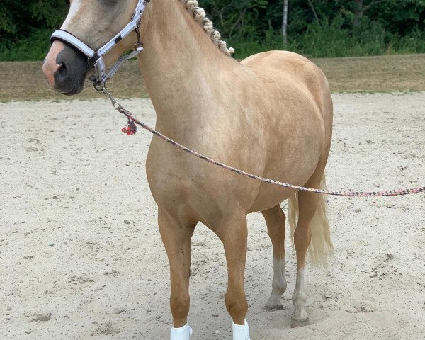 Zuchtstute Babsi von der geest (Deutsches Reitpony, 2016, von Bismarck)