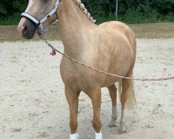 Zuchtstute Babsi von der geest (Deutsches Reitpony, 2016, von Bismarck)
