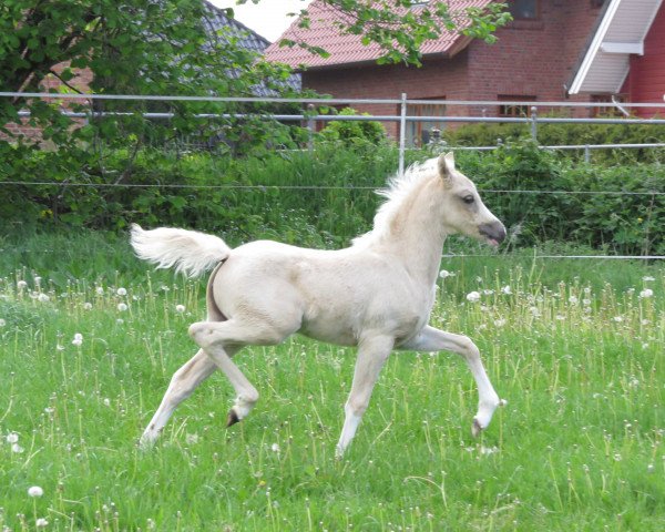 Zuchtstute Letsfly Rosafine (Deutsches Reitpony, 2019, von Cadlanvalley Sir Ivanhoe)