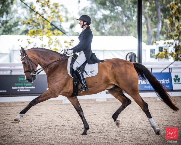 horse Neversfelde Springbok (Australian Wamblood, 2007, from Sir Donnerhall I)