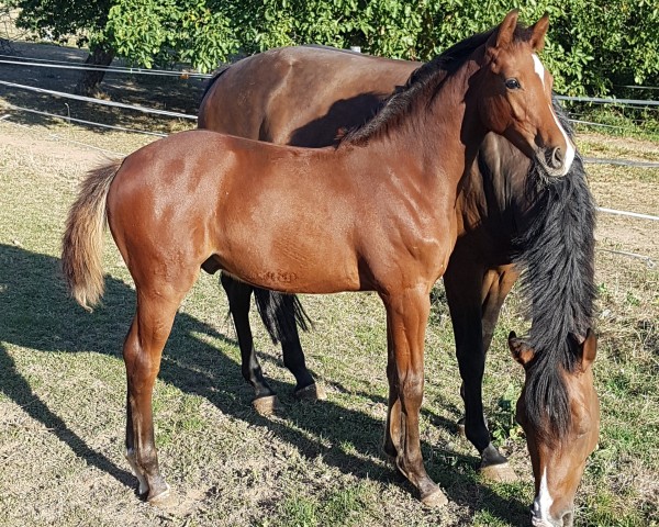 horse Cinto (Zweibrücken, 2019, from Chigaru)