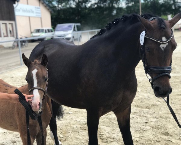 horse Diamond's Dilaila (German Riding Pony, 2019, from Diamond Touch NRW)