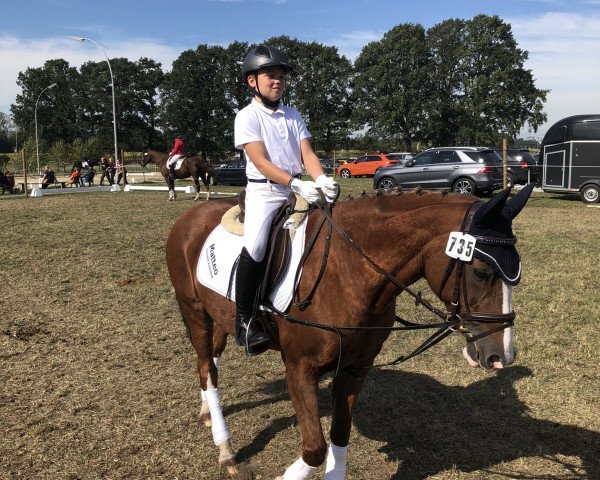 jumper Fantasy L (German Riding Pony, 1998, from Flying Dream)
