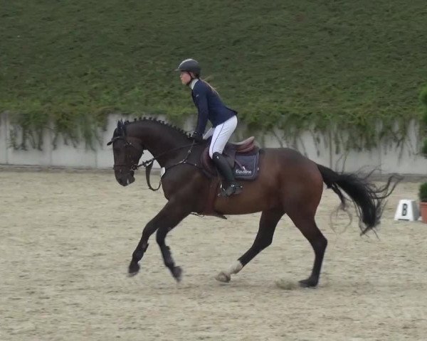Reitturnier Lohmar-Halberg 2016