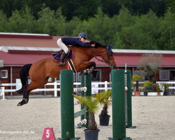jumper Safira 56 (German Sport Horse, 2010, from Syltus)
