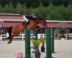 jumper Safira 56 (German Sport Horse, 2010, from Syltus)