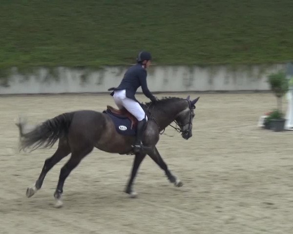 Reitturnier Lohmar-Halberg 2016