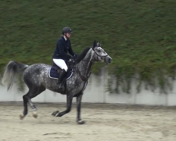 Reitturnier Lohmar-Halberg 2016