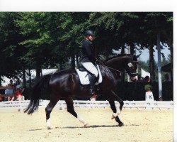 dressage horse Habbonero (KWPN (Royal Dutch Sporthorse), 2012, from Ukato)