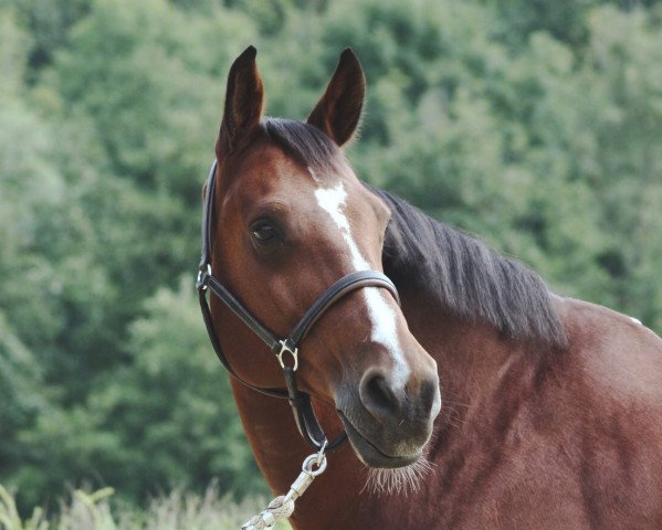 horse Numero Uno (KWPN (Royal Dutch Sporthorse), 2002, from Numero Uno)