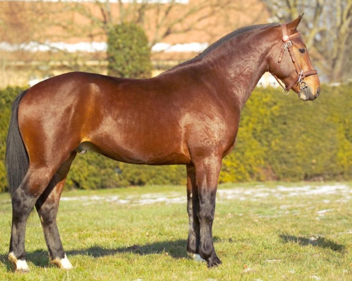 stallion Natif des Aiges (Freiberger, 2001, from Nico VII CH)