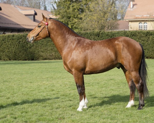 Dressurpferd Nathan CH (Freiberger, 2013, von Nadal III CH)