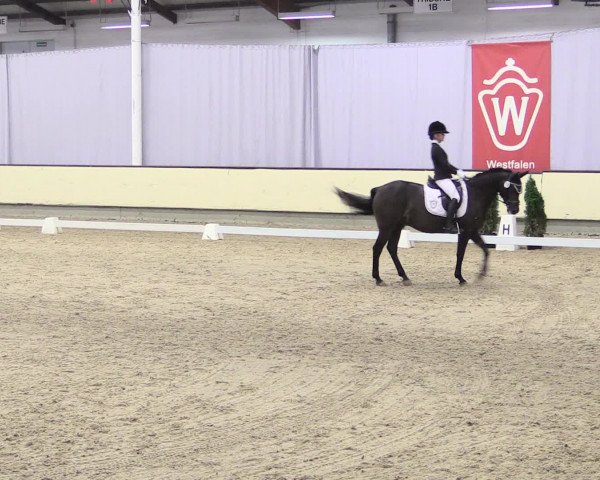 Reitturnier Münster-Handorf 2016