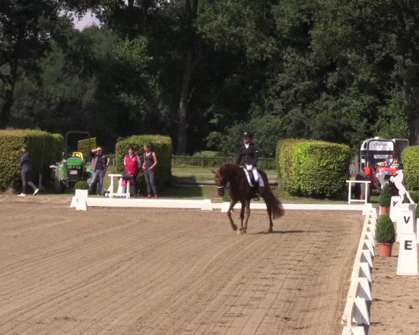 Reitturnier Münster-Handorf 2016