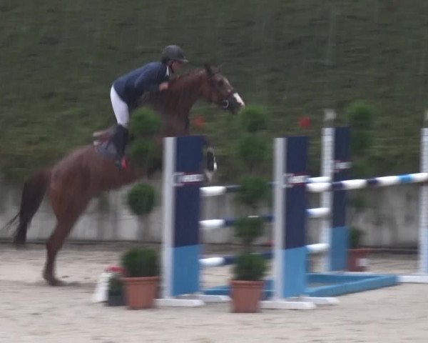 Reitturnier Lohmar-Halberg 2016
