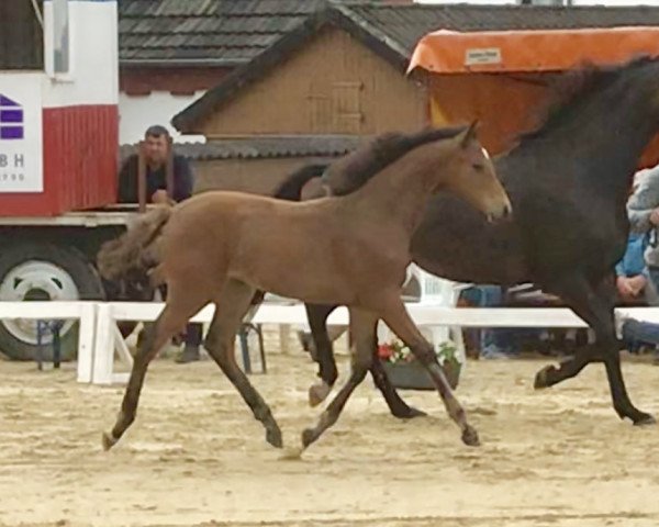 horse Del Fairy (Holsteiner, 2019, from Del 'Arko d'Henvet)