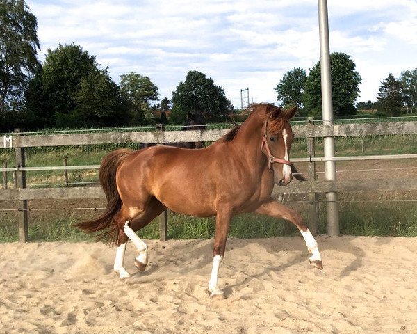 Zuchtstute Katarina (KWPN (Niederländisches Warmblut), 2015, von Emilano) Zuchtstute Katarina (KWPN (Niederländisches Warmblut), 2015, von Emilano)