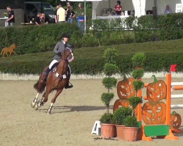 Reitturnier Lohmar-Halberg 2016