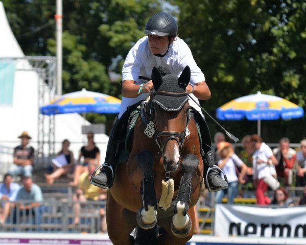 broodmare Quinja H (Württemberger, 2009, from Quintender 2)