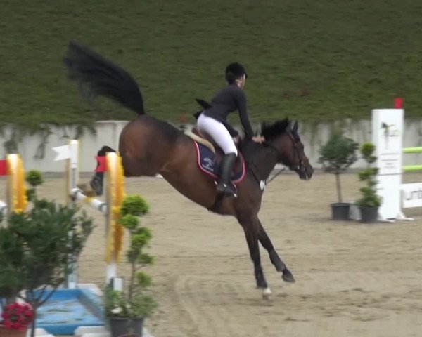 Reitturnier Lohmar-Halberg 2016