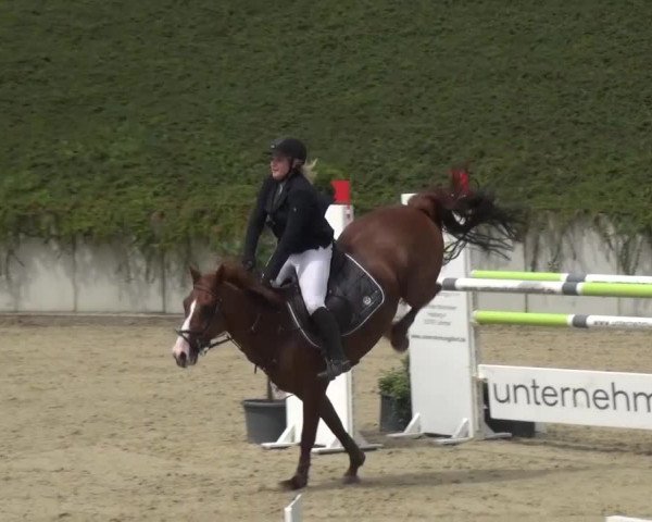 Reitturnier Lohmar-Halberg 2016