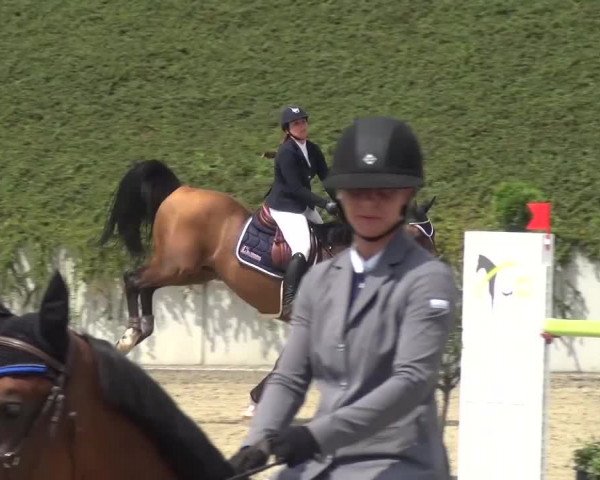 Reitturnier Lohmar-Halberg 2016