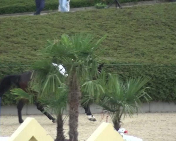 Reitturnier Lohmar-Halberg 2016