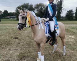 dressage horse Zentos Lillyfee (German Riding Pony, 2009, from Top Zento)