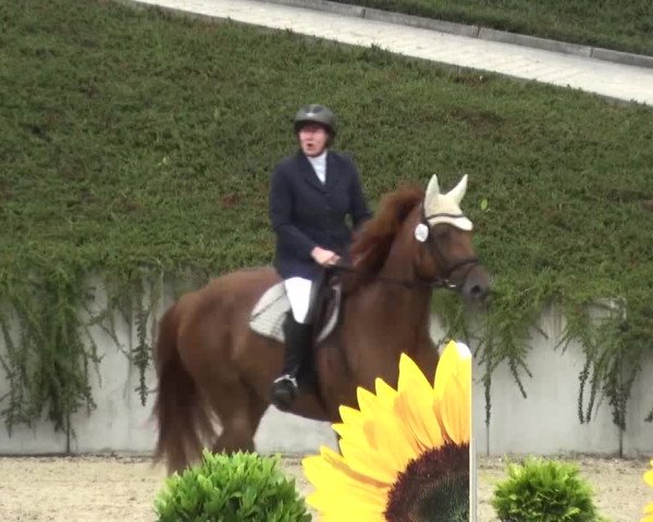 Reitturnier Lohmar-Halberg 2016