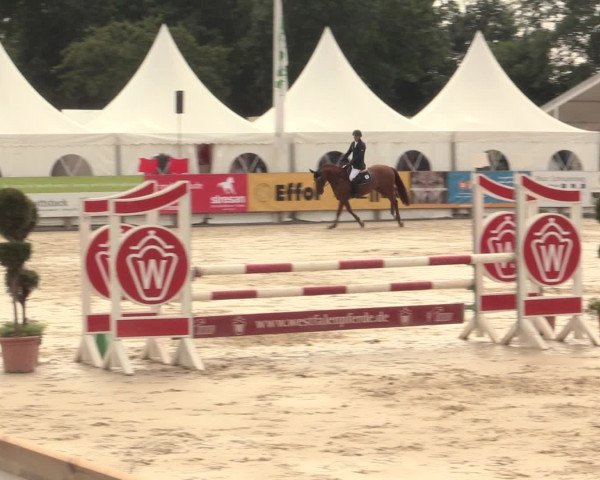 Reitturnier Münster-Handorf 2016