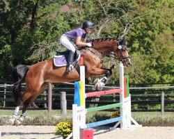 Springpferd Lovely Lissy (Holsteiner, 2012, von Lavall I)
