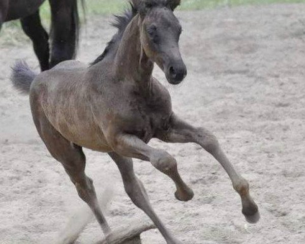 Cavallo Stiena 3 (Westfale, 2013, di Stoiber SN)