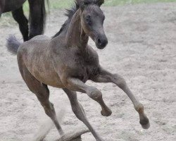 horse Stiena 3 (Westphalian, 2013, from Stoiber SN)