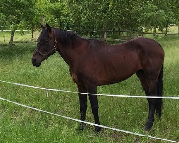 stallion Mr. Woodman xx (Thoroughbred, 1992, from Woodman xx)