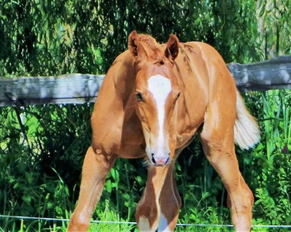horse De lütt Sööt (Oldenburg, 2019, from De Niro Gold 3)