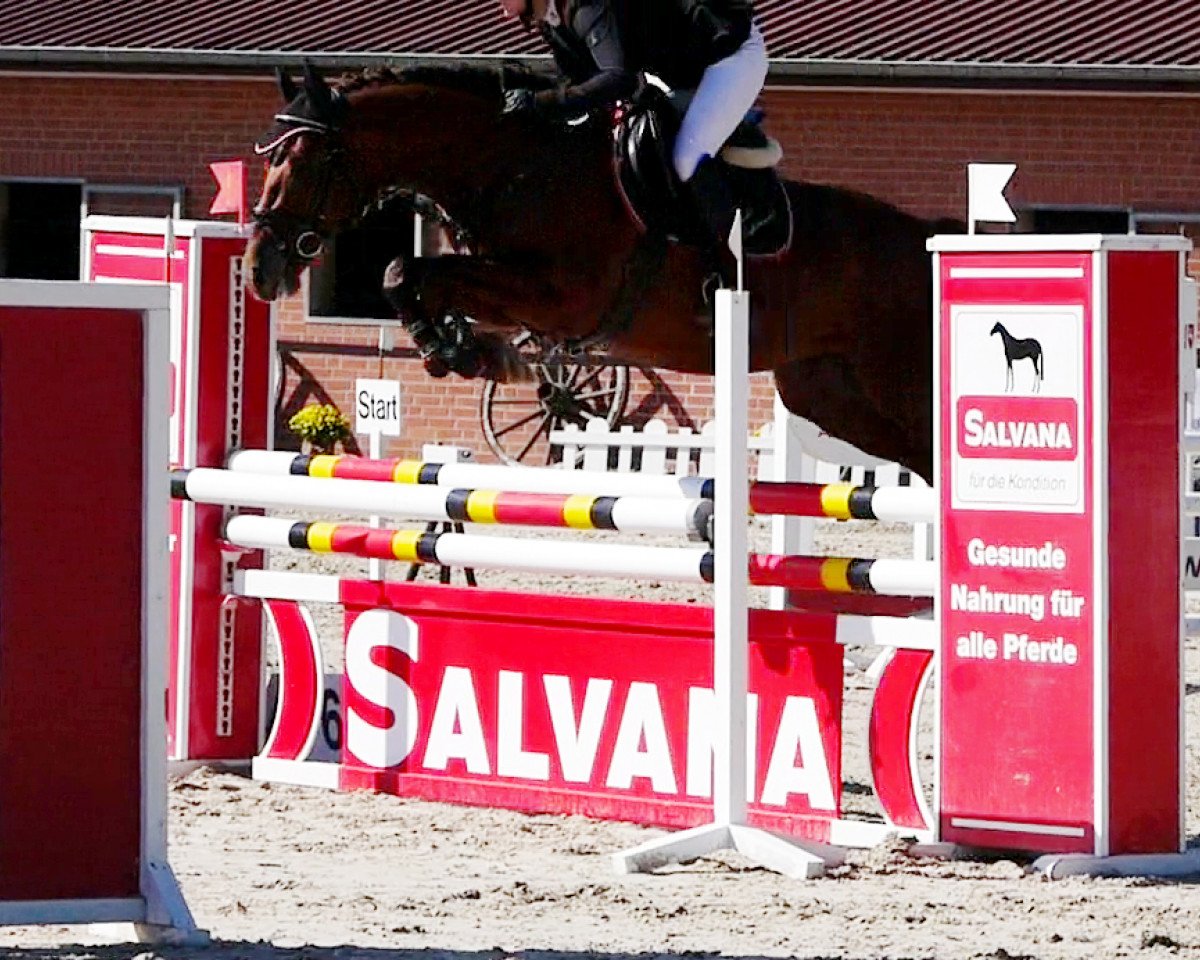 stallion Duke of Duncan MK (German Riding Pony, 2015, from Duncan 86)