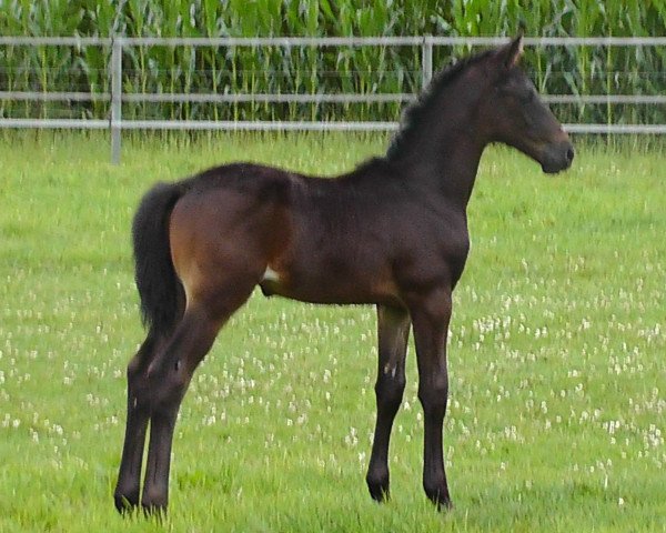horse Ice and Fire 4 (Trakehner, 2015, from Schwarzgold)