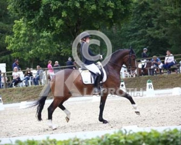 dressage horse Fantastic 41 (German Warmblood, 2013, from French Affair O)
