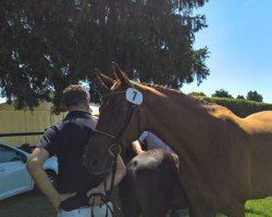 broodmare Messibay (Bavarian, 2008, from Landprinz)
