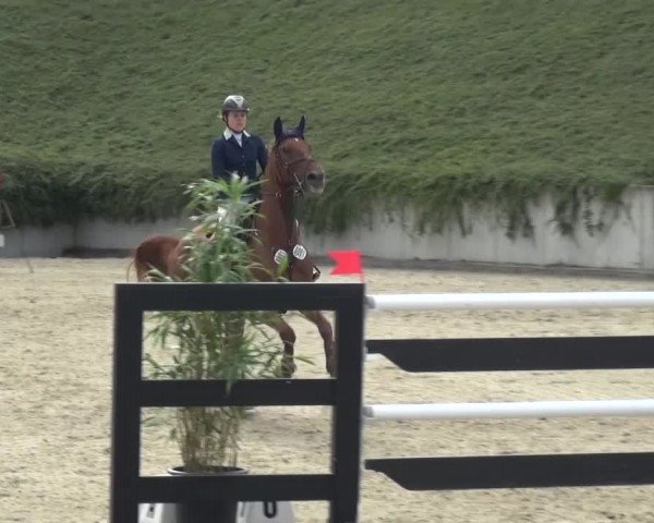 Reitturnier Lohmar-Halberg 2016