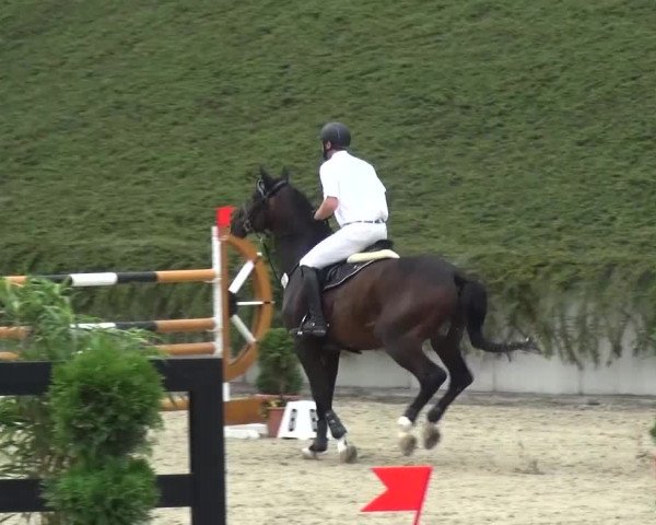 Reitturnier Lohmar-Halberg 2016