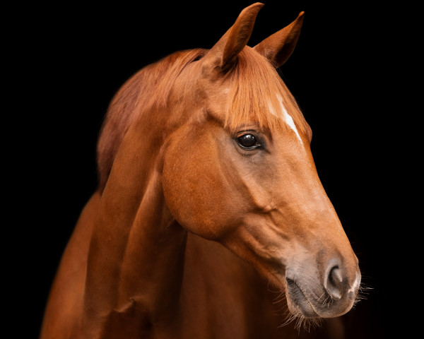 jumper Dundee 127 (German Sport Horse, 2012, from Drakdream)